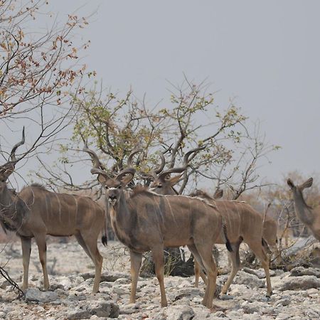 אוטג'ו Okutala Etosha Lodge מראה חיצוני תמונה