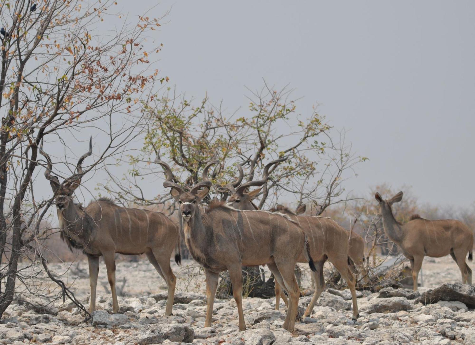 אוטג'ו Okutala Etosha Lodge מראה חיצוני תמונה