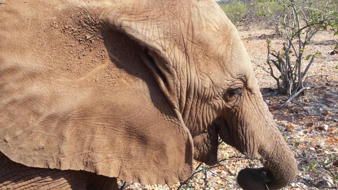 אוטג'ו Okutala Etosha Lodge מראה חיצוני תמונה